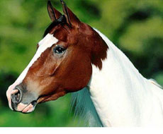 Randonn&eacute;e &eacute;questre au P&eacute;rou - Randocheval